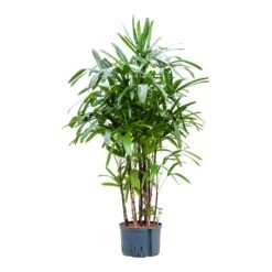 Rhapis Excelsa - Lady Palm - HydroCare -Hortology Plants Shop Rhapis excelsa Lady Palm Hydroculture 28 19x150cm