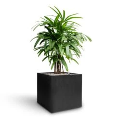 Rhapis Excelsa - Lady Palm - HydroCare -Hortology Plants Shop Rhapis excelsa Lady Palm Hydroculture Grigio Cube Planter Anthracite Concrete a424559f a8f2 42b4 b0d7 5363e0a3708a