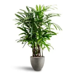 Rhapis Excelsa - Lady Palm - HydroCare -Hortology Plants Shop Rhapis excelsa Lady Palm Hydroculture Grigio Egg Pot Planter Natural Concrete