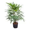 Rhapis Excelsa - Lady Palm - HydroCare 1 Rhapis Excelsa - Lady Palm - HydroCare -Hortology Plants Shop Rhapis excelsa Lady Palm Hydroculture Indoor Plant