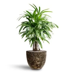 Rhapis Excelsa - Lady Palm - HydroCare -Hortology Plants Shop Rhapis excelsa Lady Palm Hydroculture Lava Couple Relic Planter Black