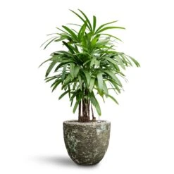 Rhapis Excelsa - Lady Palm - HydroCare -Hortology Plants Shop Rhapis excelsa Lady Palm Hydroculture Lava Couple Relic Planter Jade