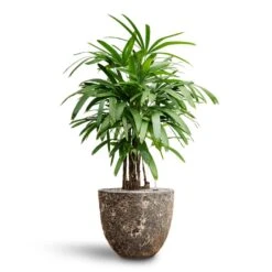Rhapis Excelsa - Lady Palm - HydroCare -Hortology Plants Shop Rhapis excelsa Lady Palm Hydroculture Lava Couple Relic Planter Rust