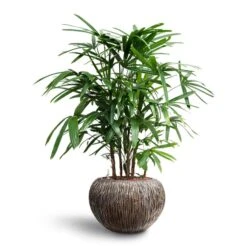 Rhapis Excelsa - Lady Palm - HydroCare -Hortology Plants Shop Rhapis excelsa Lady Palm Hydroculture Luxe Lite Waterfall Globe Planter Bronze bbfc434c af63 49a5 a921 32d4359c800d