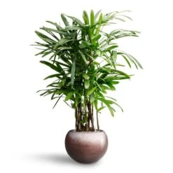 Rhapis Excelsa - Lady Palm - HydroCare -Hortology Plants Shop Rhapis excelsa Lady Palm Hydroculture Metallic Globe Plant Pot Matt Coffee