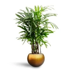 Rhapis Excelsa - Lady Palm - HydroCare -Hortology Plants Shop Rhapis excelsa Lady Palm Hydroculture Metallic Globe Plant Pot Matt Honey b1928f7e 1254 4d5f 8ba1 ba7fe24b92c8