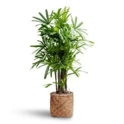 Rhapis Excelsa - Lady Palm - HydroCare -Hortology Plants Shop Rhapis excelsa Lady Palm Hydroculture Zayn Bamboo Planter