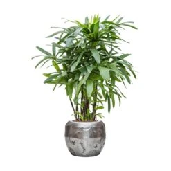 Rhapis Excelsa - Lady Palm - HydroCare -Hortology Plants Shop Rhapis excelsa Lady Palm Hydroculture Opus Hammered Globe Planter Silver
