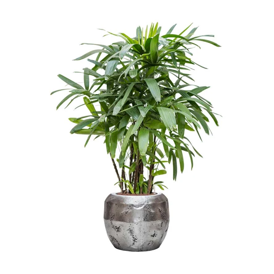 Opus Raw Couple Planter - Silver 13 Opus Raw Couple Planter - Silver - Image 11