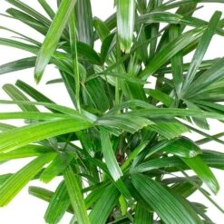 Rhapis Excelsa - Lady Palm - HydroCare -Hortology Plants Shop Rhapis excelsa Lady Palm Leaves 910e89e9 2650 4eee 88d4 abdf8b306550