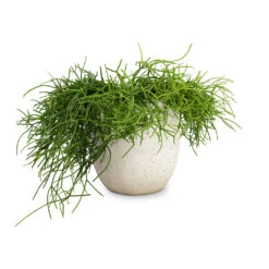 Rhipsalis Heteroclada - Mistletoe Cactus 9 Rhipsalis Heteroclada - Mistletoe Cactus -Hortology Plants Shop Rhipsalis heteroclada Mistletoe Cactus 21x55cm Cas Plant Pot Cool Grey 25x23cm