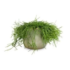 Rhipsalis Heteroclada - Mistletoe Cactus 10 Rhipsalis Heteroclada - Mistletoe Cactus -Hortology Plants Shop Rhipsalis heteroclada Mistletoe Cactus 21x55cm Iris Plant Pot Mint 26x21cm