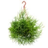 Rhipsalis Heteroclada - Mistletoe Cactus