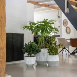 Jesslyn Ridged Plant Pot - White Stripe 15 Jesslyn Ridged Plant Pot - White Stripe -Hortology Plants Shop Ridged White Stripe Planters 3de83b96 a949 4c68 9448 371e9a4f6605