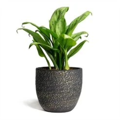 Aglaonema Christina - Chinese Evergreen 15 Aglaonema Christina - Chinese Evergreen -Hortology Plants Shop Rinca Plant Pot Shiny Black 17x15cm Aglaonema Christina Chinese Evergreen 14x35cm 869775fc f93f 411c aabe 52b2bf2172ef