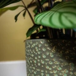 Rinca Plant Pot - Shiny Green 28 Rinca Plant Pot - Shiny Green -Hortology Plants Shop Rinca Plant Pot Shiny Green Close Up