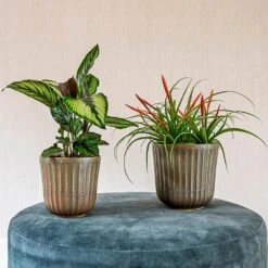 Roger Plant Pot - Thyme 16 Roger Plant Pot - Thyme -Hortology Plants Shop Roger thyme 01