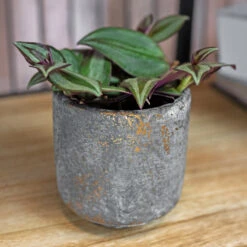 Saar Plant Pot - Earth Cement 40 Saar Plant Pot - Earth Cement -Hortology Plants Shop Saar earth 1