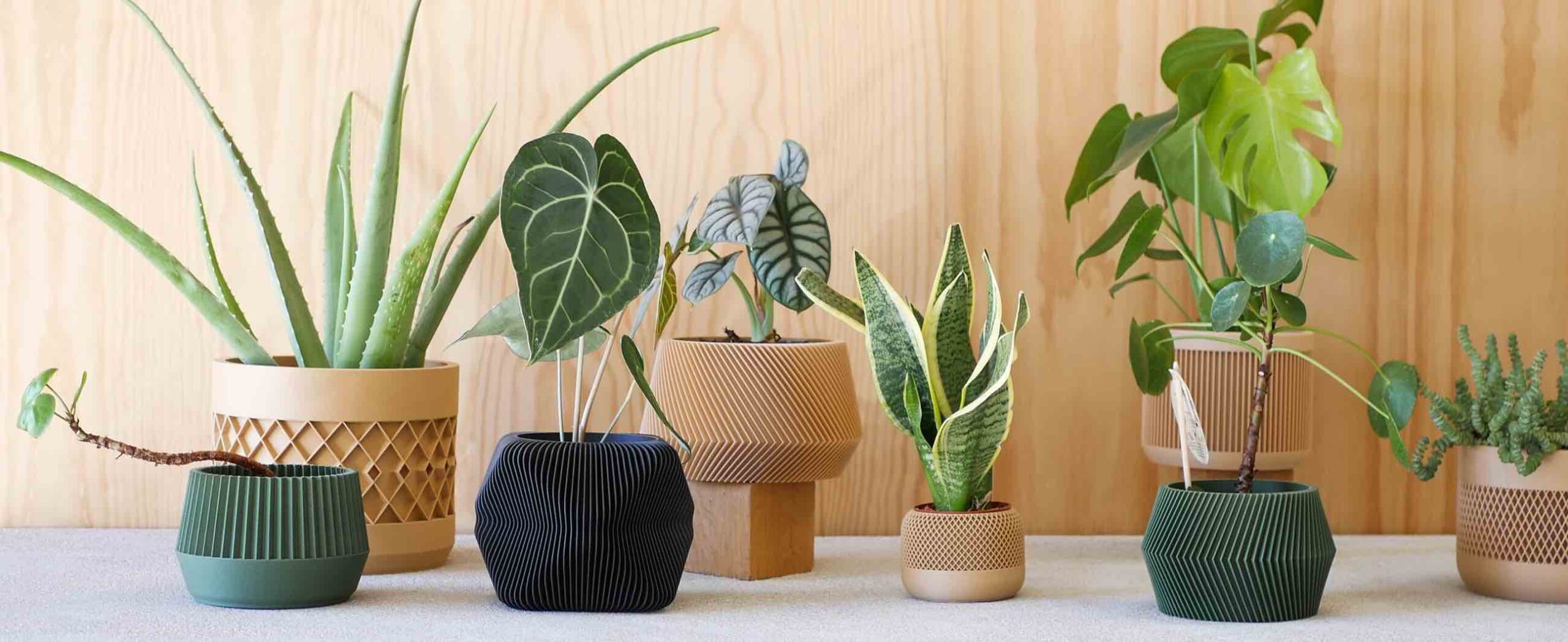 Hortology Plants Shop -Hortology Plants Shop Sans titre 2 scaled