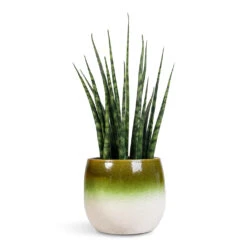 Sansevieria Fernwood Mikado - Snake Plant 13 Sansevieria Fernwood Mikado - Snake Plant -Hortology Plants Shop Sansevieria Fernwood Mikado 12x40cm Fem Pot Pear Green 15x13cm