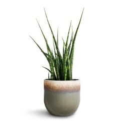 Sansevieria Fernwood Mikado - Snake Plant 12 Sansevieria Fernwood Mikado - Snake Plant -Hortology Plants Shop Sansevieria Fernwood Mikado Snake Plant 12x40cm Tarra Plant Pot Forest 15x13cm