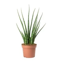 Sansevieria Fernwood Mikado - Snake Plant 11 Sansevieria Fernwood Mikado - Snake Plant -Hortology Plants Shop Sansevieria Fernwood Mikado Snake Plant