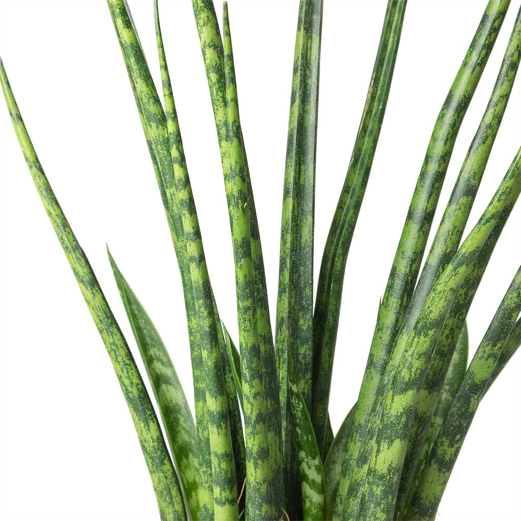 Sansevieria Fernwood Mikado - Snake Plant 4 Sansevieria Fernwood Mikado - Snake Plant - Image 2