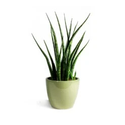 Sansevieria Fernwood Mikado - Snake Plant 14 Sansevieria Fernwood Mikado - Snake Plant -Hortology Plants Shop Sansevieria Fernwood Mikado Snake Plant Sven Plant Pot Mint final 7f04ef57 71cc 48af b69d a65acf90e70d