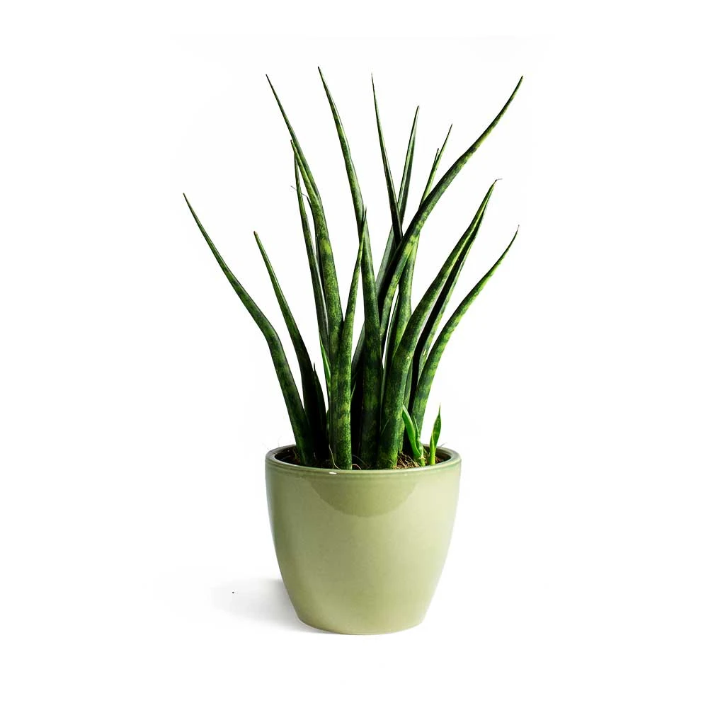 Sansevieria Fernwood Mikado - Snake Plant 8 Sansevieria Fernwood Mikado - Snake Plant - Image 6