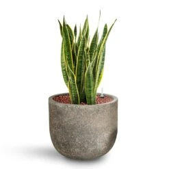 Cody Cement & Stone Plant Pot - Granite Grey -Hortology Plants Shop Sansevieria Laurentii HydroCare Cement Stone Cody Plant Pot Granite Grey 14982688 977c 4e08 8189 2a97acf197dc