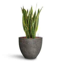 Sansevieria Laurentii - HydroCare 38 Sansevieria Laurentii - HydroCare -Hortology Plants Shop Sansevieria Laurentii HydroCare Cement Stone Jesslyn Plant Pot Granite Grey