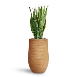 Dune Partner Planter - Almond -Hortology Plants Shop Sansevieria Laurentii HydroCare Dune Partner Planter Almond d489d59d 0bb1 4543 905c 04563d142dc2