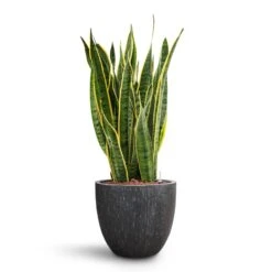Raindrop Egg Planter - Anthracite 23 Raindrop Egg Planter - Anthracite -Hortology Plants Shop Sansevieria Laurentii HydroCare Raindrop Couple Planter Anthracite