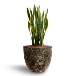 Sansevieria Laurentii - HydroCare 39 Sansevieria Laurentii - HydroCare -Hortology Plants Shop Sansevieria Laurentii Hydroculture 28 19 x 80cm Lava Couple Relic Planter Rust 36 x 34cm