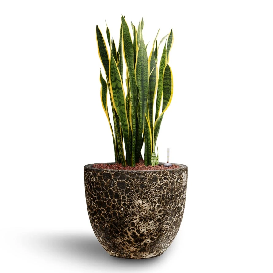 Sansevieria Laurentii - HydroCare 20 Sansevieria Laurentii - HydroCare - Image 18