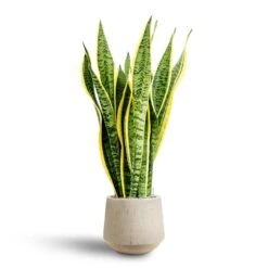Sansevieria Laurentii - HydroCare 30 Sansevieria Laurentii - HydroCare -Hortology Plants Shop Sansevieria Laurentii Hydroculture 28 19 x 80cm Raindrop Tube Round Planter Stone 30 x 26cm