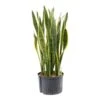 Sansevieria Laurentii - HydroCare
