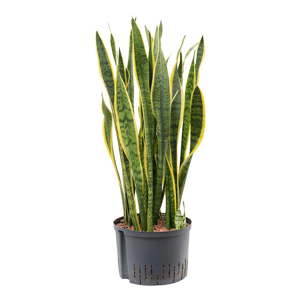 Sansevieria Laurentii - HydroCare 3 Sansevieria Laurentii - HydroCare