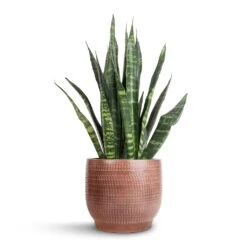Lykke Plant Pot - Chestnut Blush 17 Lykke Plant Pot - Chestnut Blush -Hortology Plants Shop Sansevieria Trifasciata Black Coral Snake Plant 14x50cm Lykke Plant Pot Chestnut Blush 18x16cm 7b48cd1e 6cbf 4c29 9e27 e359b288a10e