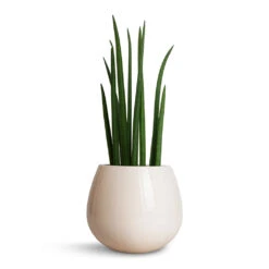 Sansevieria Cylindrica Spikes - Cylindrical Snake Plant -Hortology Plants Shop Sansevieria cylindrica Spikes Cylindrical Snake Plant 15x50cm Nova Plant Pot Cream 23x18cm 2ea4e4d4 17da 4de6 b591 e3c6d060e427