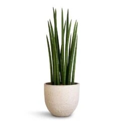 Sansevieria Cylindrica Spikes - Cylindrical Snake Plant -Hortology Plants Shop Sansevieria cylindrica Spikes Cylindrical Snake Plant 17x60cm Cas Plant Pot Cool Grey 21x19cm