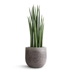 Sansevieria Cylindrica Spikes - Cylindrical Snake Plant -Hortology Plants Shop Sansevieria cylindrica Spikes Cylindrical Snake Plant 19x70cm Cody Cement Stone Plant Pot Granite Grey 25x24cm