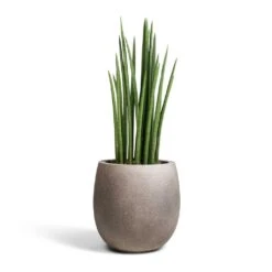 Sansevieria Cylindrica Spikes - Cylindrical Snake Plant -Hortology Plants Shop Sansevieria cylindrica Spikes Cylindrical Snake Plant 19x70cm Grigio Balloon Plant Pot Natural Concrete 30x30cm 2c36abbd f4b9 4fe3 8831 1b19b151a043