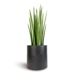 Puk Natural Planter - Matt Black -Hortology Plants Shop Sansevieria cylindrica Spikes Cylindrical Snake Plant 19x70cm Puk Natural Planter Matt Black 25x25cm