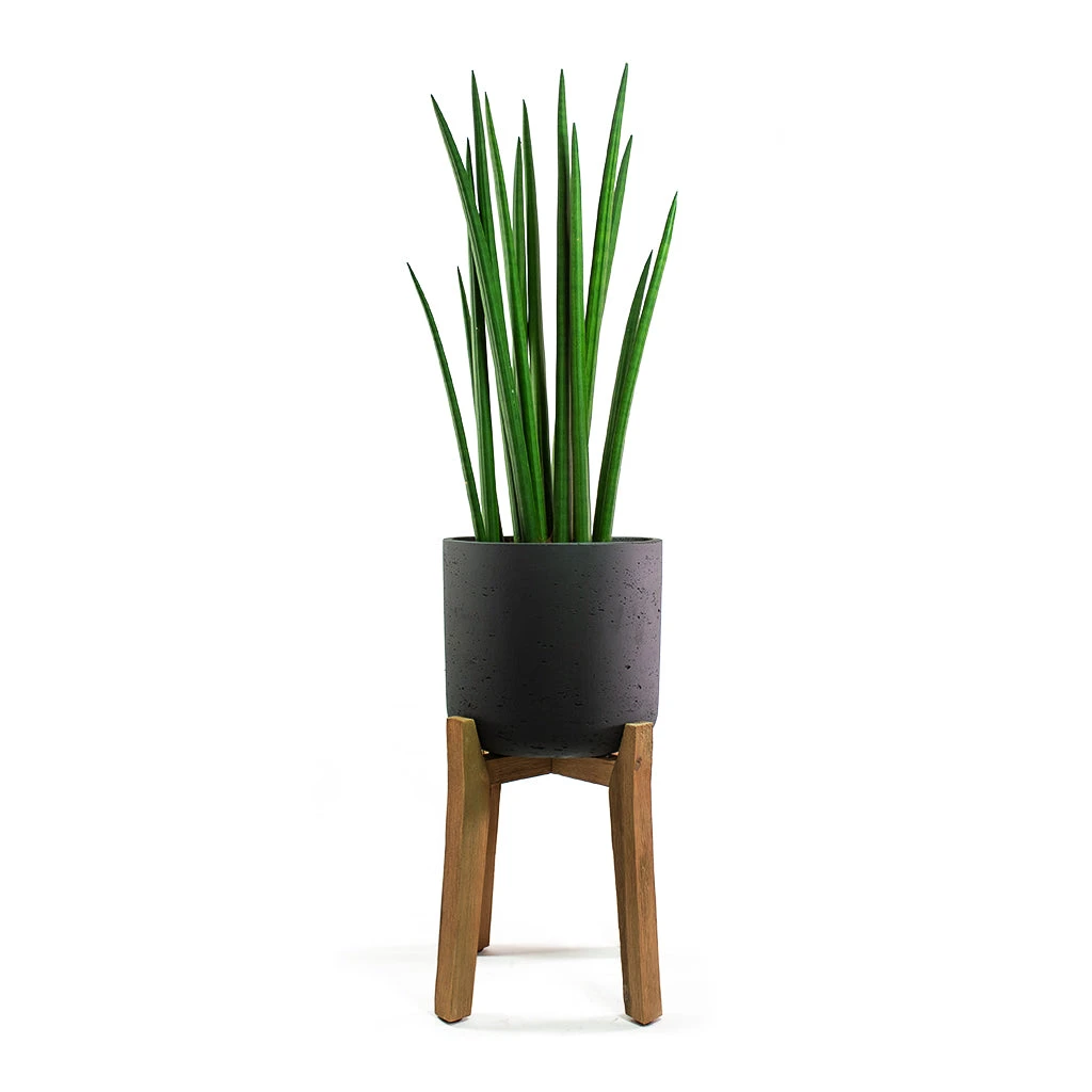 Charlie Plant Pot - Tall Stand - Black Washed 7 Charlie Plant Pot - Tall Stand - Black Washed - Image 5