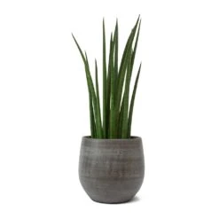 Sansevieria Cylindrica Spikes - Cylindrical Snake Plant -Hortology Plants Shop Sansevieria cylindrica Spikes Cylindrical Snake Plant Esra Plant Pot Mystic Grey