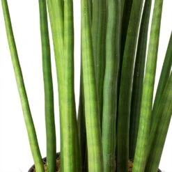 Sansevieria Cylindrica Spikes - HydroCare 12 Sansevieria Cylindrica Spikes - HydroCare -Hortology Plants Shop Sansevieria cylindrica Spikes Cylindrical Snake Plant Stems 9111f7d6 50a3 4562 abd4 937b98b38a1a