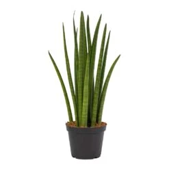 Sansevieria Cylindrica Spikes - Cylindrical Snake Plant -Hortology Plants Shop Sansevieria cylindrica Spikes Cylindrical Snake Plant ce7747dc 5064 430a af25 b4ce7792473c