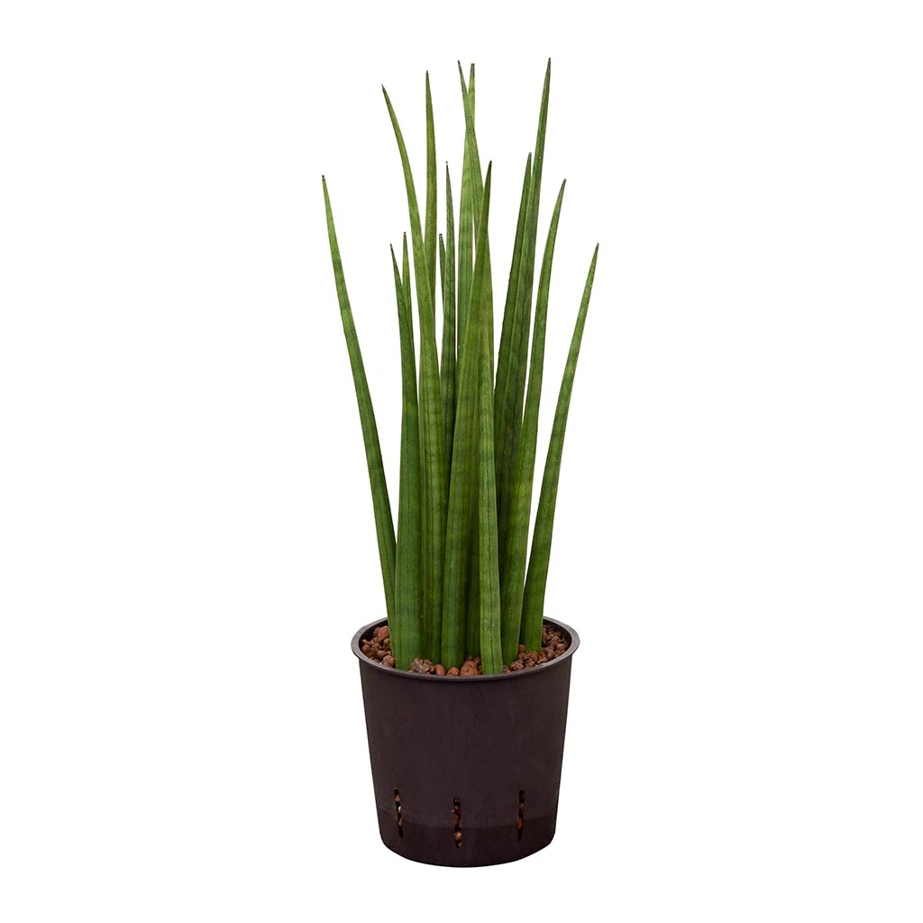 Sansevieria Cylindrica Spikes - HydroCare 9 Sansevieria Cylindrica Spikes - HydroCare - Image 7