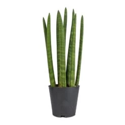 Sansevieria Cylindrica Straight - Cylindrical Snake Plant 19 Sansevieria Cylindrica Straight - Cylindrical Snake Plant -Hortology Plants Shop Sansevieria cylindrica Straight Cylindrical Snake Plant 12x40cm